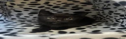 Mixed Breed cats for sale: Male kitten - Advert 21