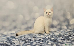 British Shorthair cats for sale: Excellent Scottish straight and fold kittens - Image 13