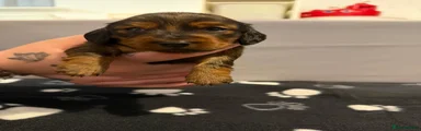 Miniature Dachshund Puppy 4