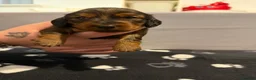 Miniature Dachshund dogs for sale: stunning miniature dachshund - Advert 8