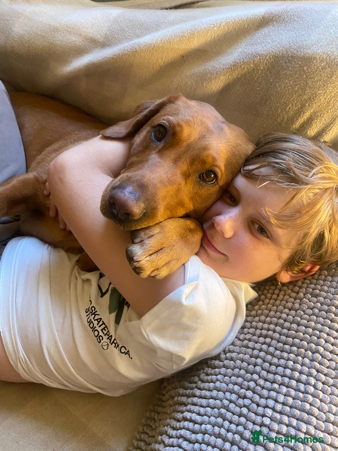 Labrador Retriever dogs for sale: DUE MID-JANUARY. Fox Red Labrador puppies.  - Advert 16