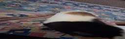 Mixed Breed rabbits for sale: Ginue pigs and rabbits in Scunthorpe - Advert 6