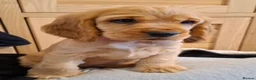 Cocker Spaniel dogs for sale: KC reg Show Cocker Spaniel. Parents health tested - Advert 9