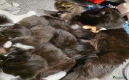 British Longhair cats for sale: 7 kittens boys and girls. British longhair cross  - Image 25