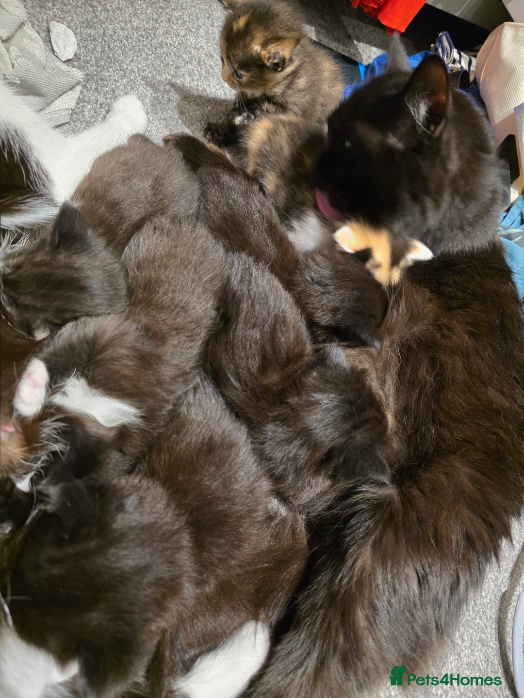 British Longhair cats for sale: 7 kittens boys and girls. British longhair cross  - Image 25