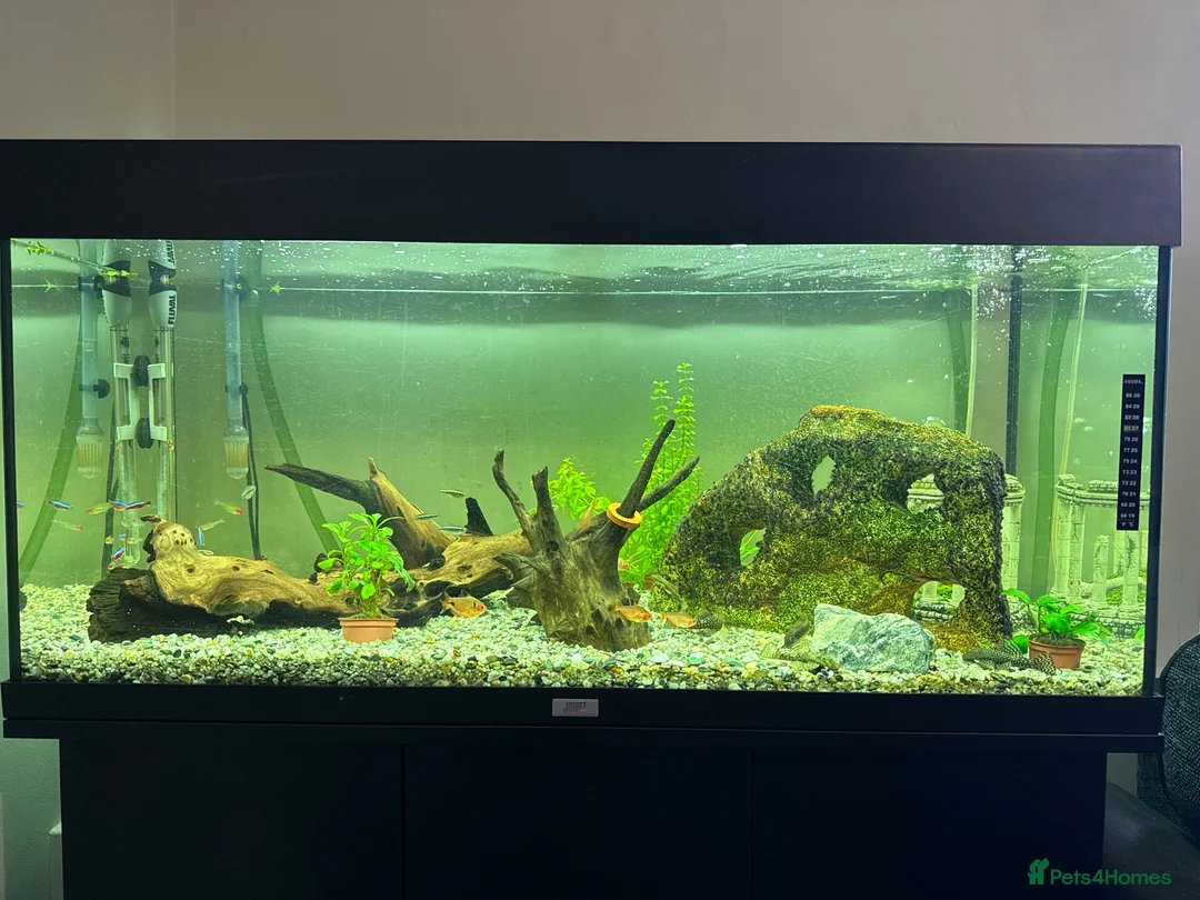 Plecos fish for sale: Fish/tank/accesories - Advert 3