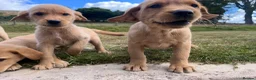 Goldador dogs for sale: Beautiful Goldador Puppies - Advert 19