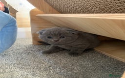 Scottish Fold cats for sale: Scottish Fold x Russian Blue Kittens  - Image 7