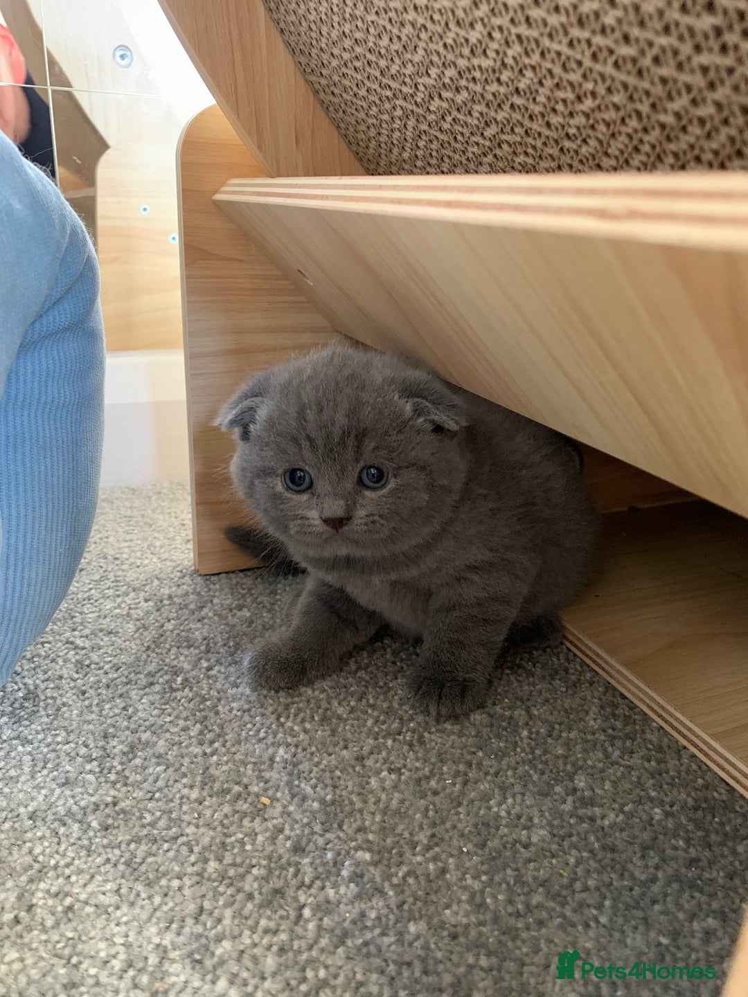 Scottish Fold cats for sale: Scottish Fold x Russian Blue Kittens  - Image 7