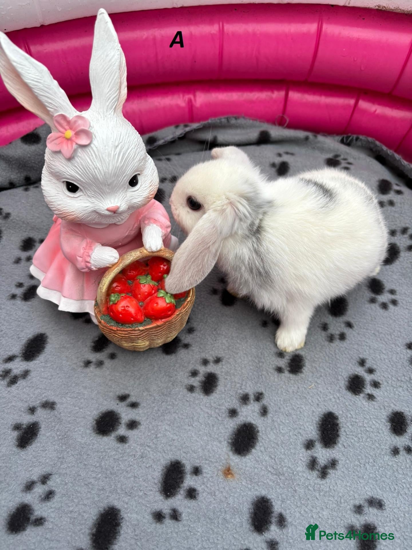 Mini Lop rabbits 🐰 Beautiful Mini Lop Baby Bunnies –Ready to go 🐰 - Advert 1