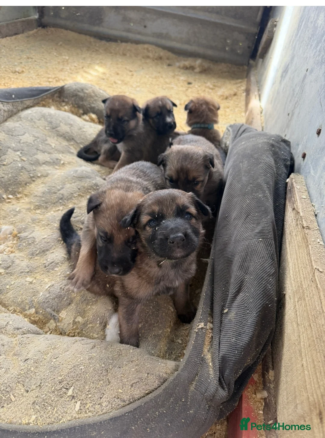 Mixed Breed dogs for sale: Shollie puppies for sale in Denbigh - Advert 6