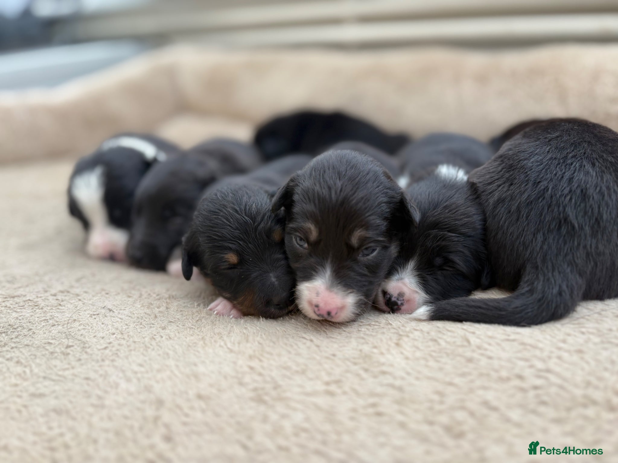 Mixed Breed dogs Beautiful Collie x Kelpie puppies available! - Advert 8