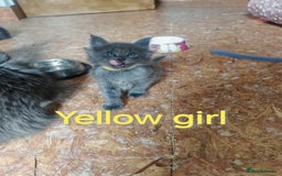 Ragcoon cats for sale: Amazing ragcoon kittens looking for lovely home  - Image 16