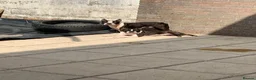 Boston Terrier dogs for stud: Boston Terriers for Stud  - Advert 11