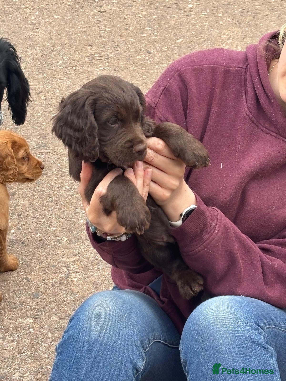 Cocker Spaniel dogs READY 9/10 MAY - Beautiful cocker spaniel puppies - Advert 17
