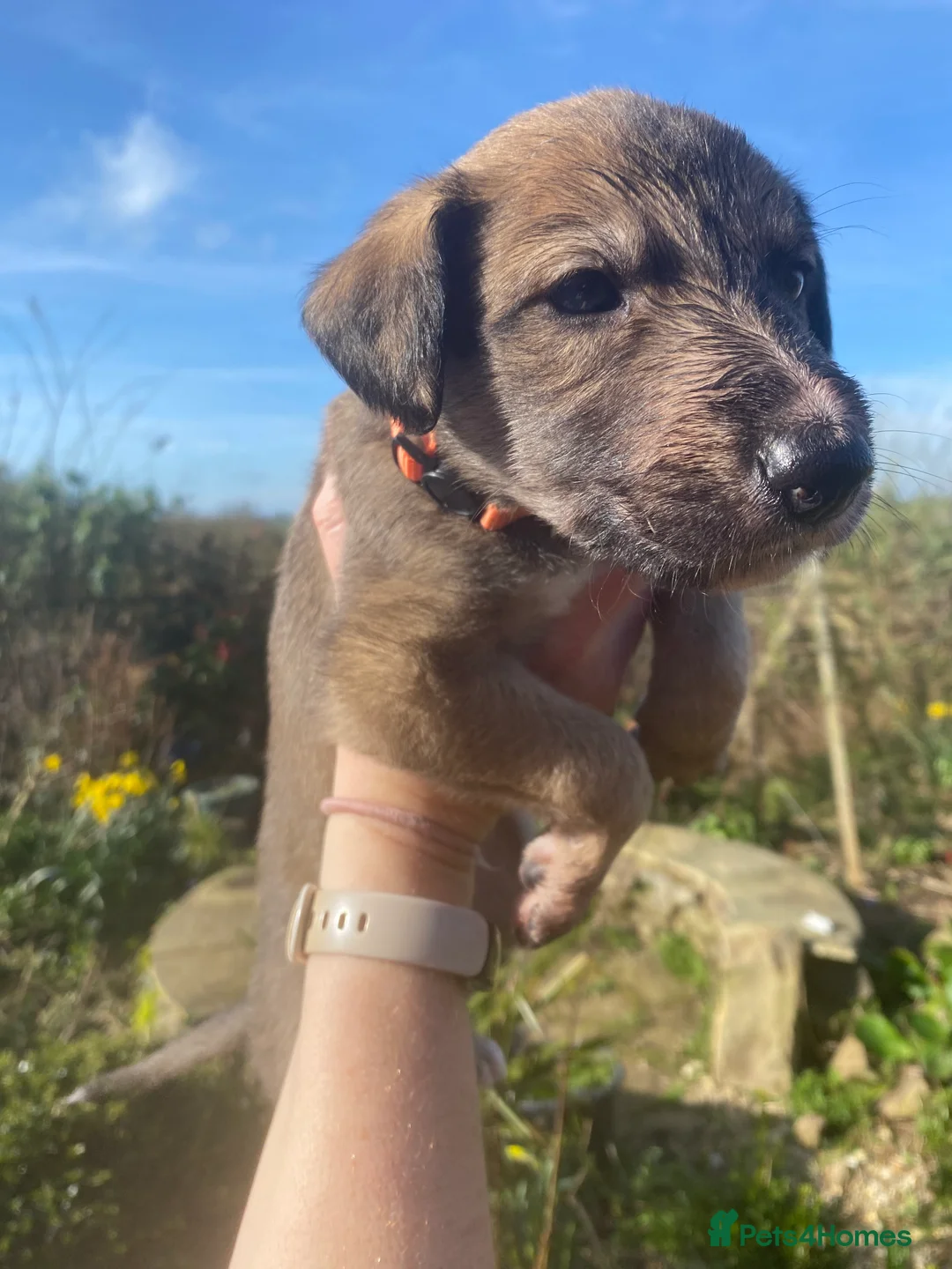 Lurcher dogs for sale: 6 Stunning Lurcher Pups Available 23rd March - Advert 7
