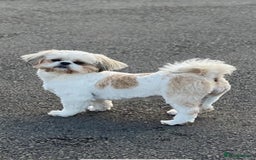 Shih Tzu dogs for sale: Shih tzu  - Image 17