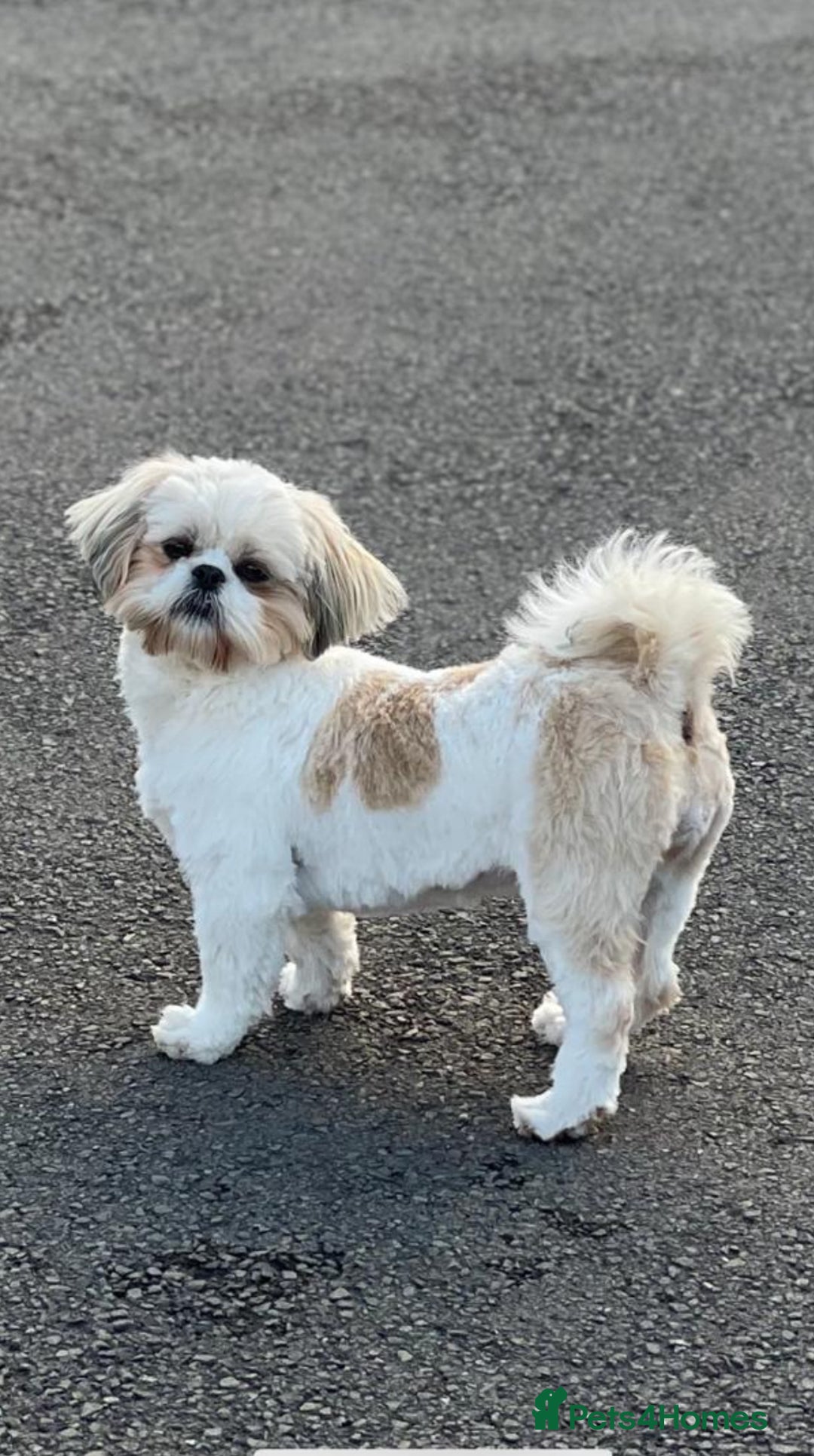Shih Tzu dogs for sale: Shih tzu  - Image 17