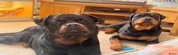 Rottweiler dogs for stud: PROVEN STUD FULLY KC CHAMPION BLOODLINED MALE  in Telford - Advert 18