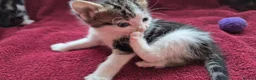 Mixed Breed cats for sale: Amazing family kittens - Advert 15