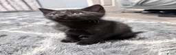 Mixed Breed cats for sale: 4 cute playful kittens ready for forever home 😍 in Manchester - Advert 5