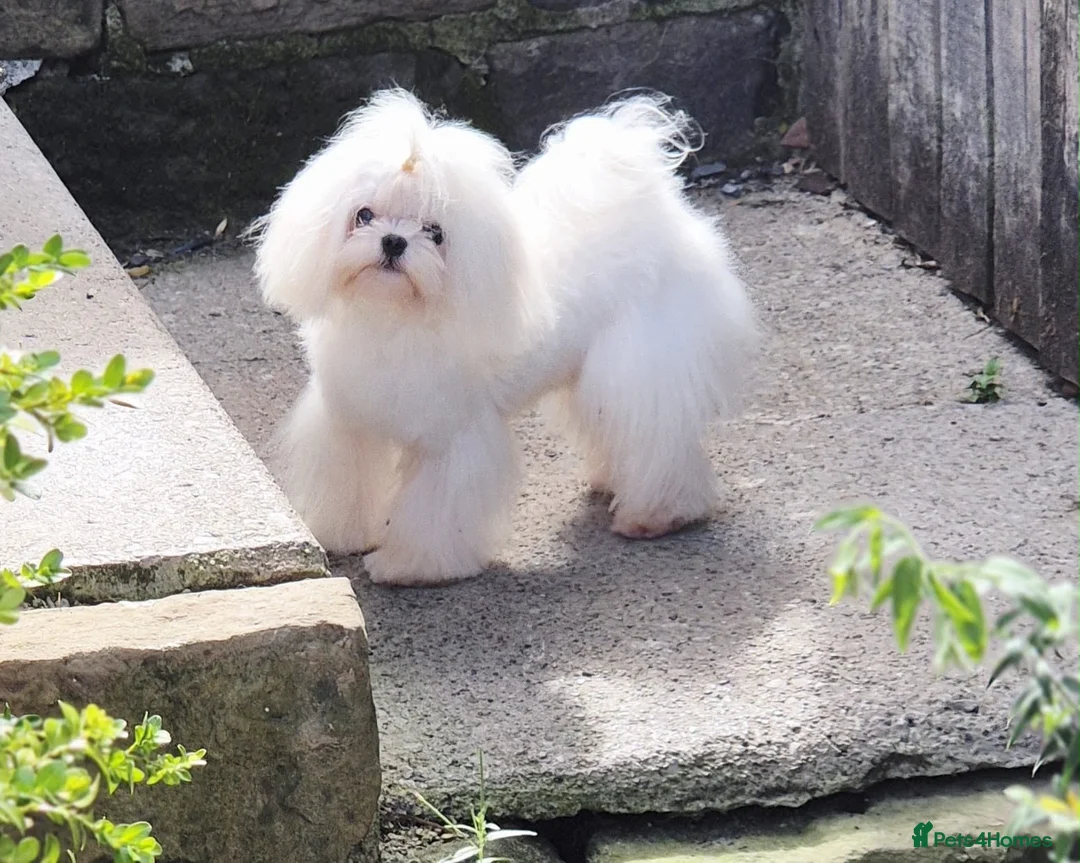 Shih Tzu dogs for sale: Tiny, Adorable Shih Tzu x Maltese Boy! in Leeds - Advert 8