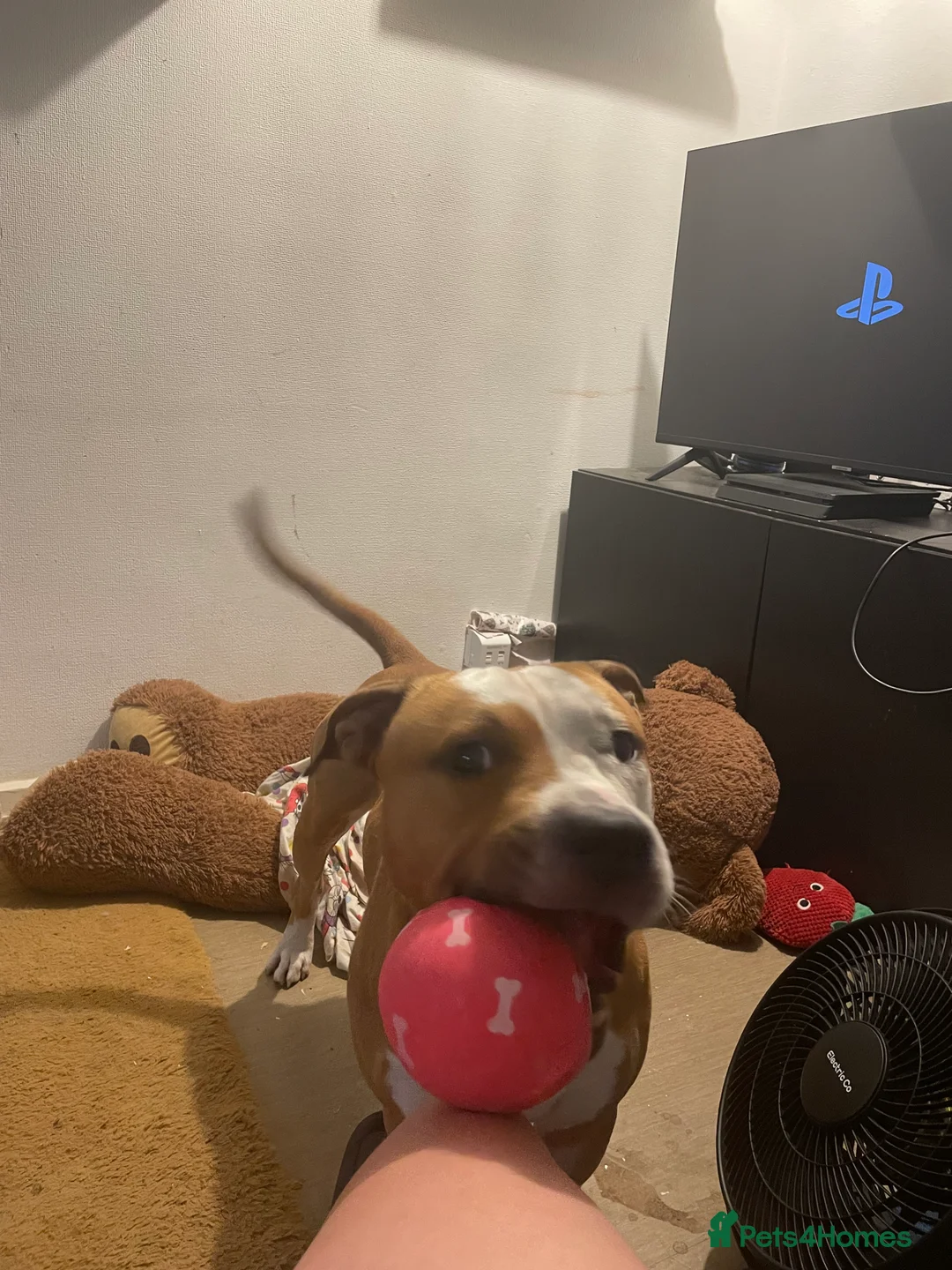 Mixed Breed dogs for sale: 3 year old staff x American bulldog  - Advert 4