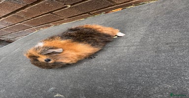 Guinea Pig rodents - Advert 4