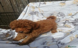 Miniature Poodle dogs for sale: Miniature poodles  - Image 31