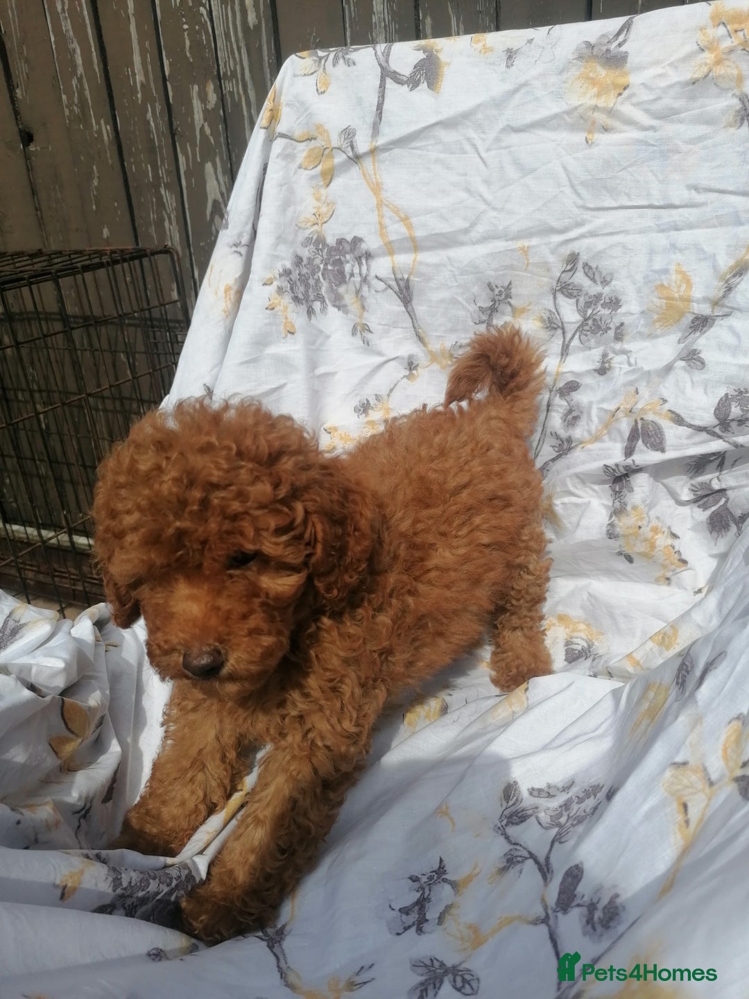 Miniature Poodle dogs for sale: Miniature poodles  - Image 31