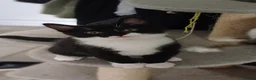 Mixed Breed cats for sale: 3 Lovely Kittens Looking for Their Forever Homes in Falmouth - Advert 5