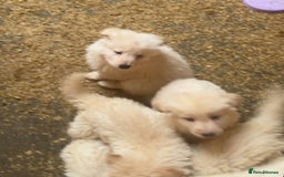 German Shepherd dogs for sale: German Shepherd puppies  - Advert 11