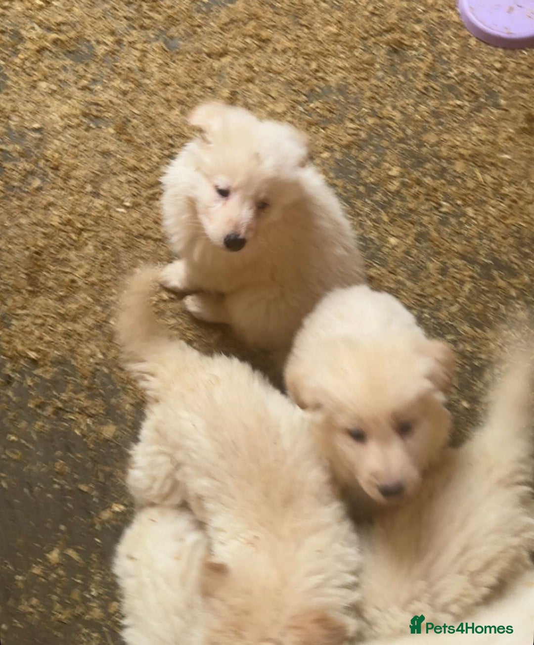 German Shepherd dogs for sale: German Shepherd puppies  - Advert 11