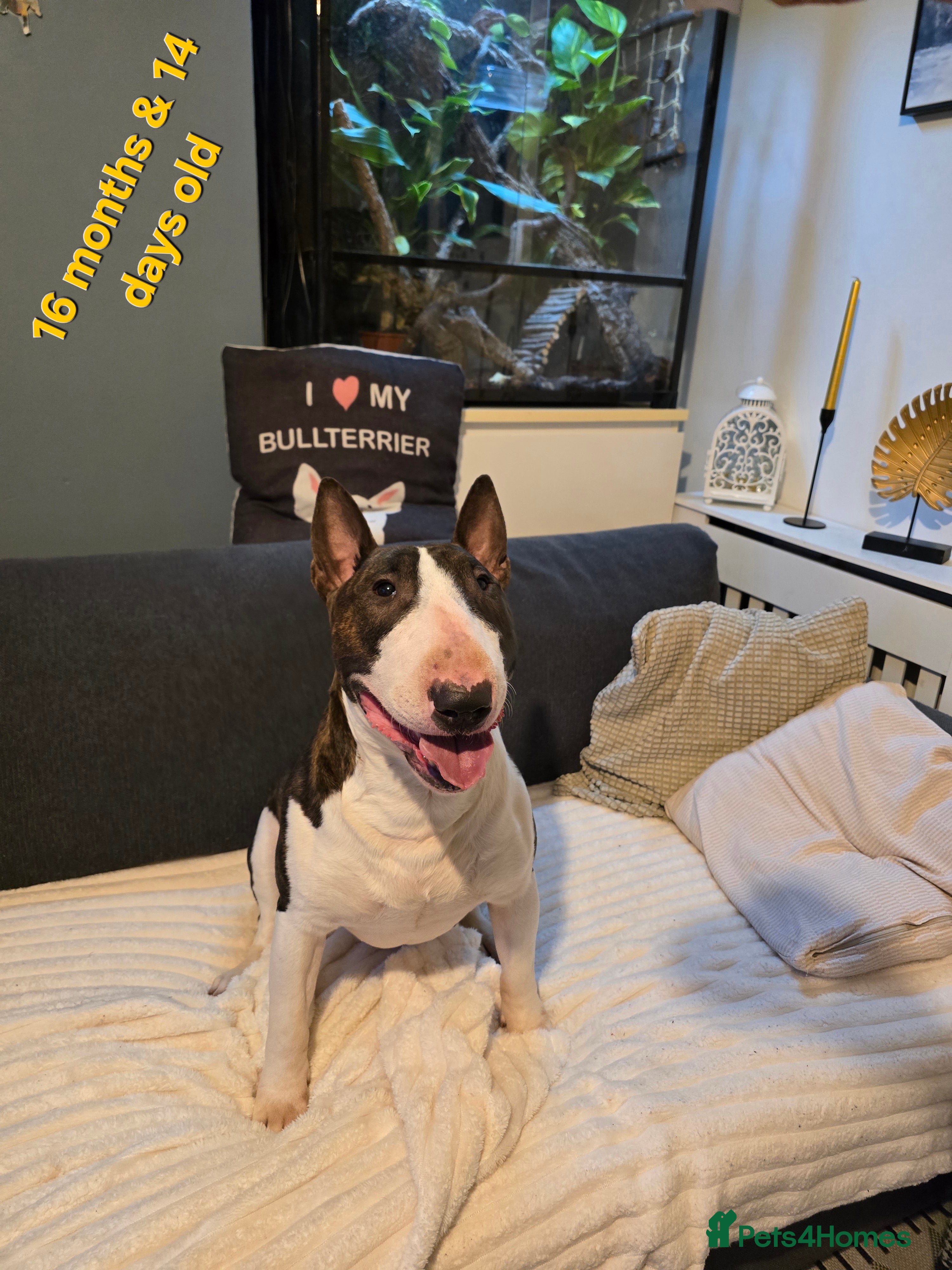 English Bull Terrier dogs TOP PEDIGREE IN UK, CRUFTS QUALIFIER, CHAMP FAMILY - Advert 4