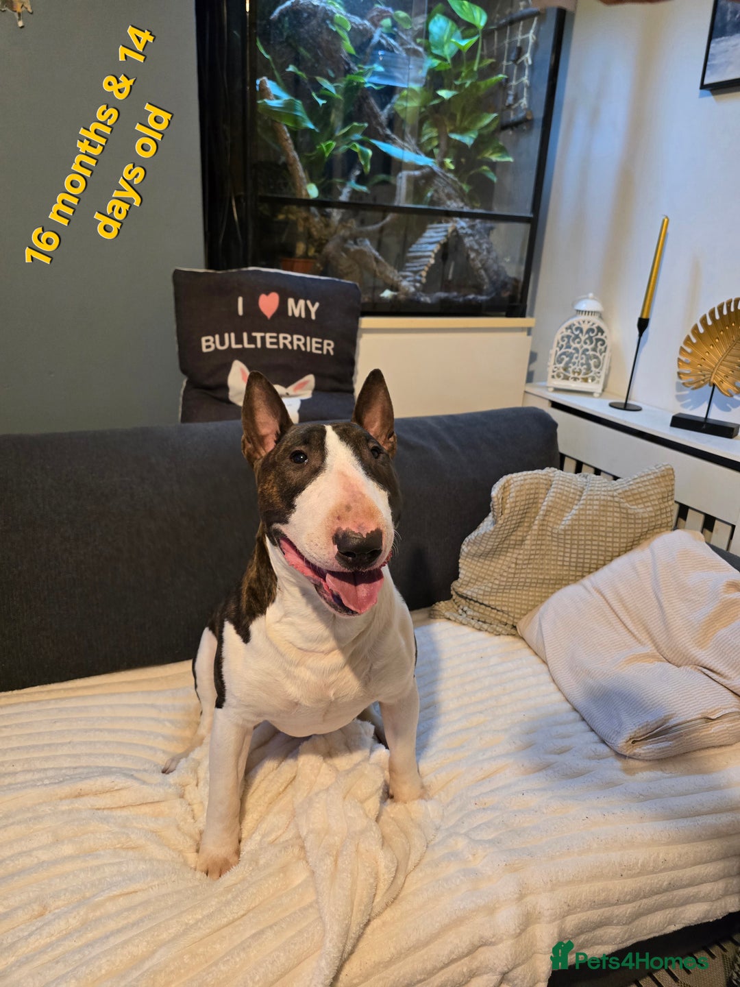 English Bull Terrier dogs for stud: TOP PEDIGREE IN UK, CRUFTS QUALIFIER, CHAMP FAMILY - Advert 1