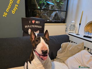 English Bull Terrier dogs TOP PEDIGREE IN UK, CRUFTS QUALIFIER, CHAMP FAMILY - Advert 4
