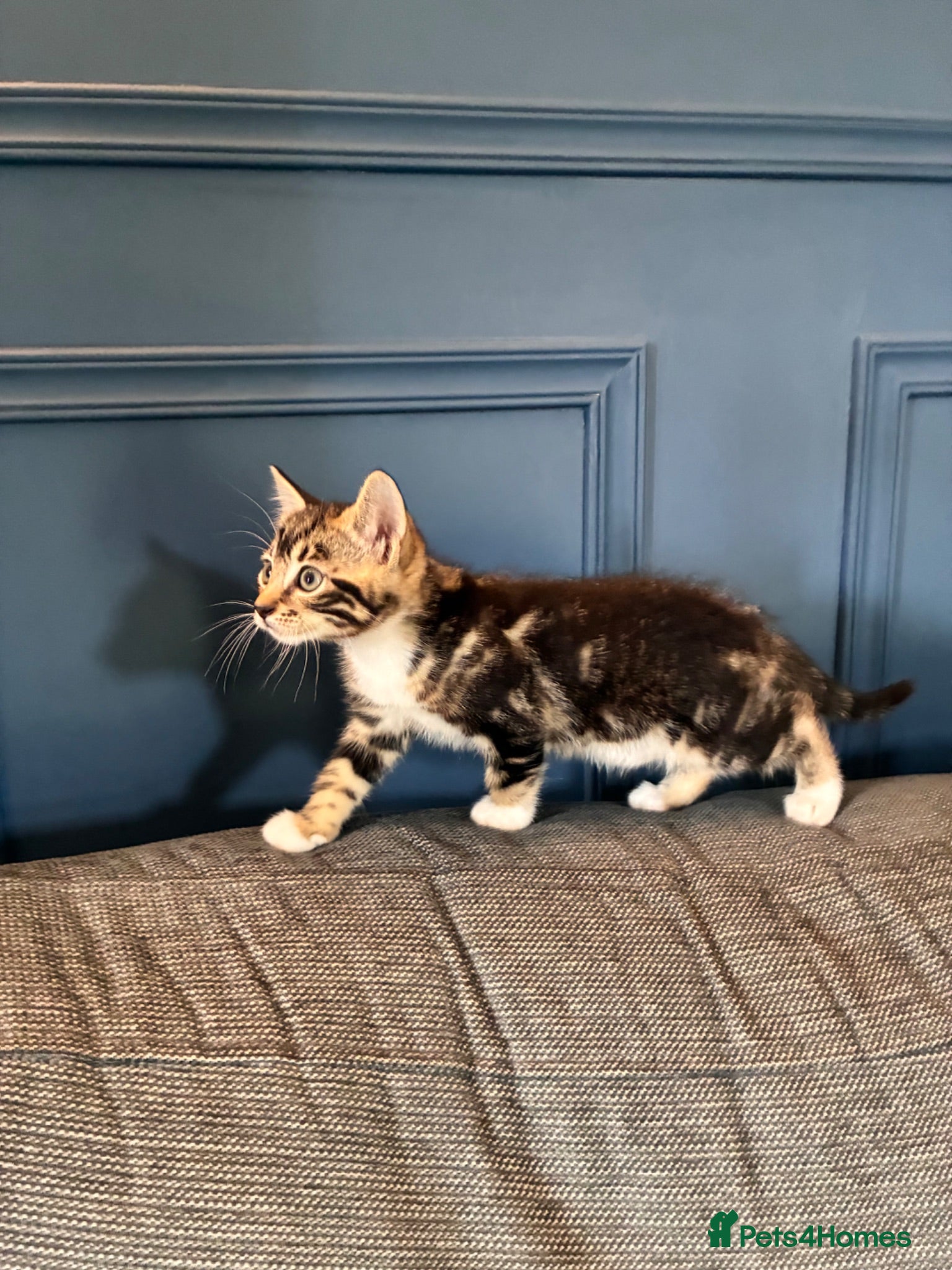 Bengal cats Bengal cross kittens  - Advert 5
