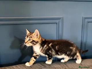 Bengal cats Bengal cross kittens - Advert 5