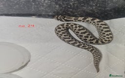 Snake reptiles for sale: Western Hognose Snakes Cb25 - Image 3