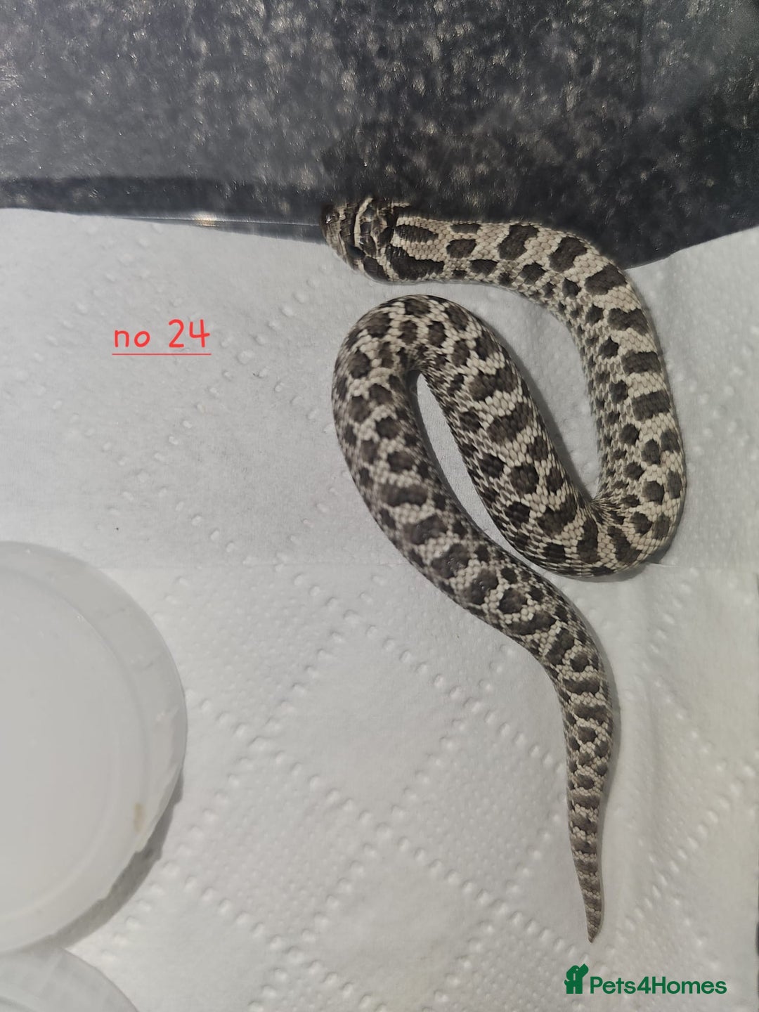 Snake reptiles for sale: Western Hognose Snakes Cb25 - Image 3