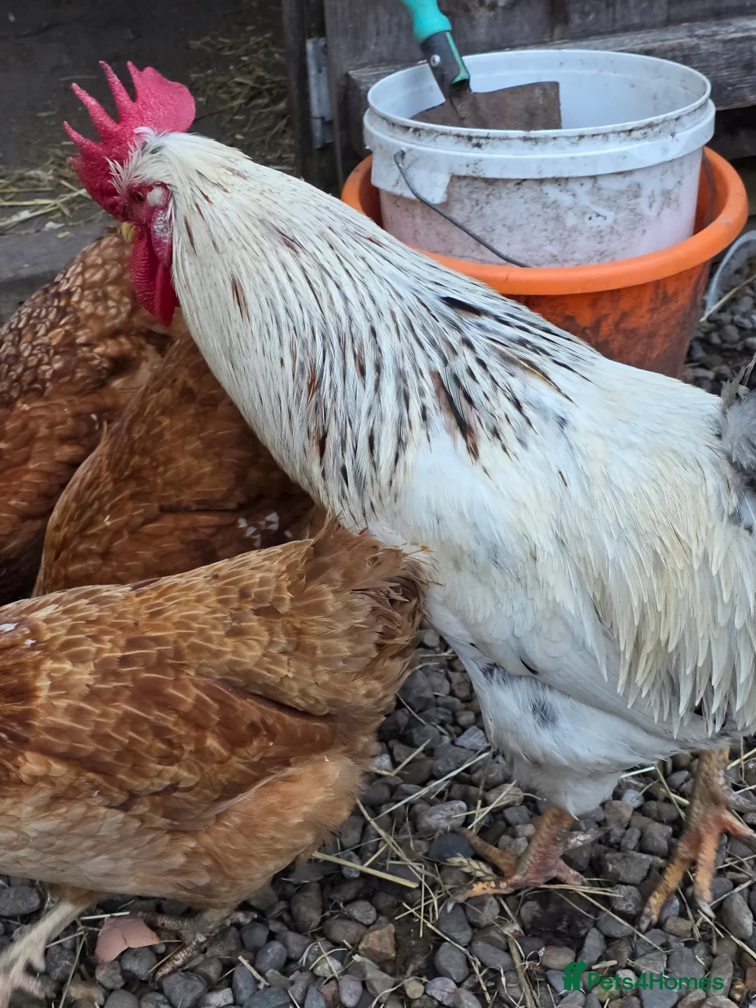 Mixed Breed poultry for sale: Cockerels needing a new home  - Advert 6
