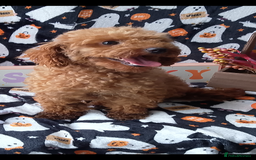 Maltipoo dogs for sale: F1 health tested toy (Asian) maltipoos🩷🩷 - Image 16