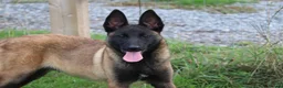 Belgian Shepherd Dog dogs for sale: Black mask mali pup - Advert 12