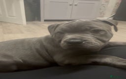 Staffordshire Bull Terrier dogs for sale: KC Staffordshire bull terrier LAST BOY REDUCED  - Image 20