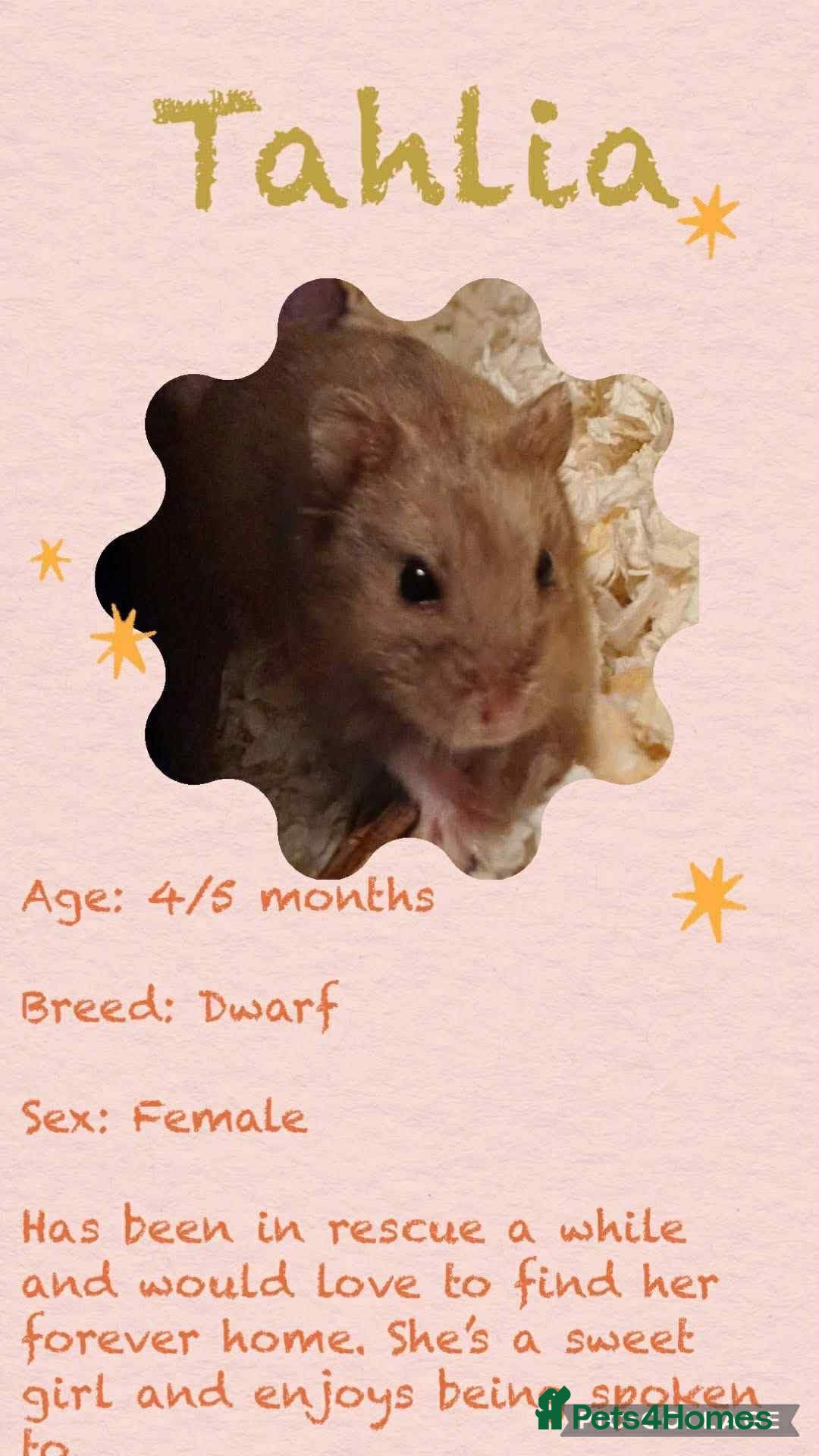 Hamster rodents for sale: Hamsters  - Image 7