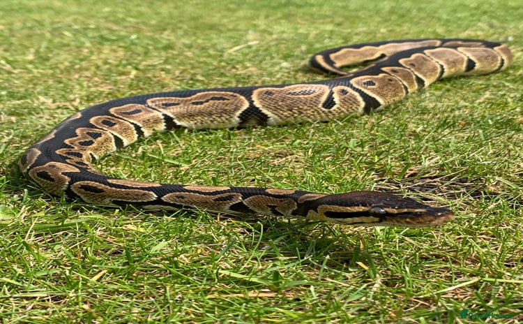 Python Snake reptiles Adult Male Royal (Ball) Python + Set Up - Advert 2