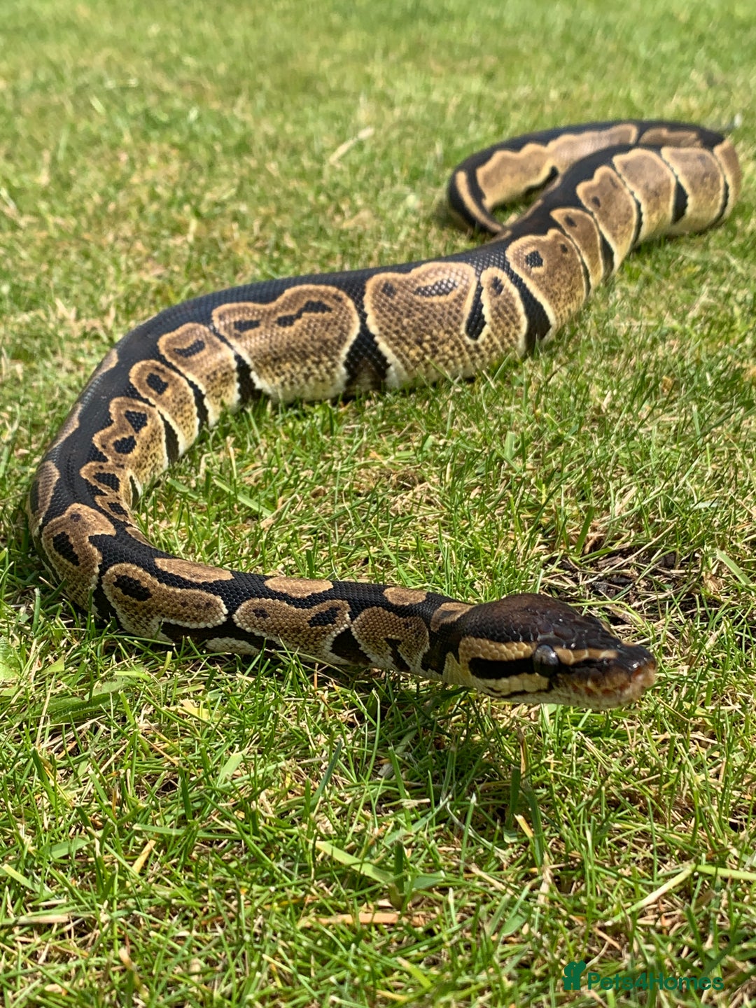 Python Snake reptiles for sale: Adult Male Royal (Ball) Python + Set Up - Advert 1