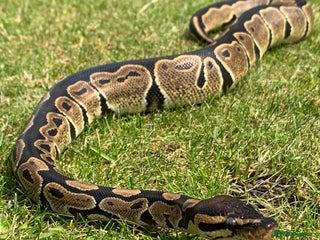 Python Snake reptiles Adult Male Royal (Ball) Python + Set Up - Advert 2