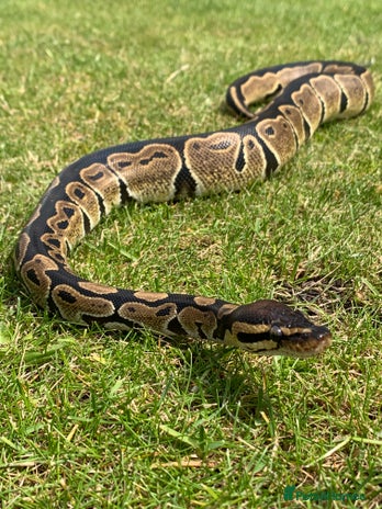 Python Snake reptiles Adult Male Royal (Ball) Python + Set Up - Advert 1