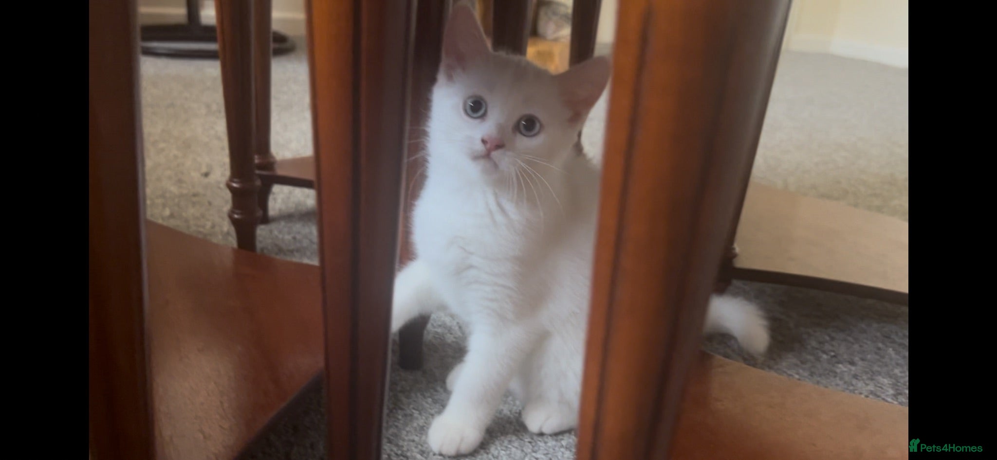 Munchkin cats Loving Friendly And Cute Fur Babies 🤗 - Advert 1